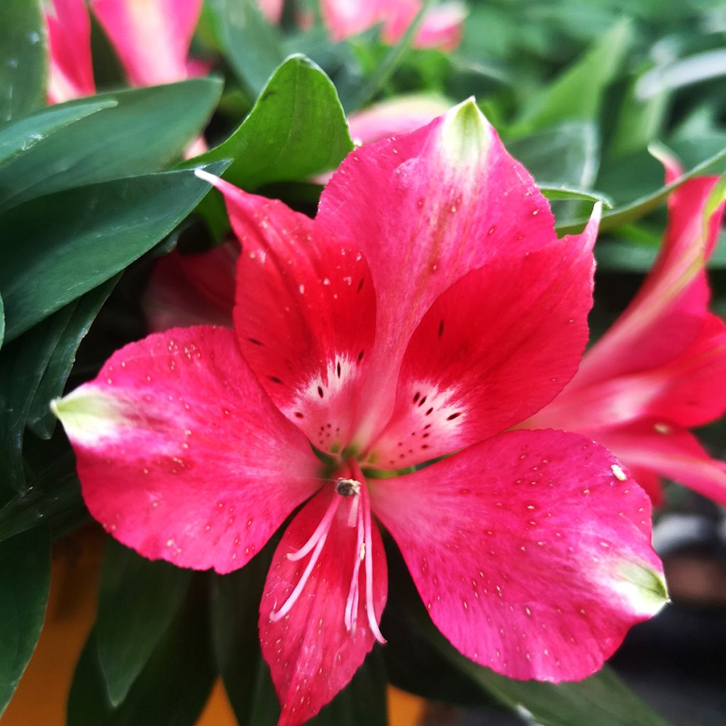 Alstroemère naine Pitchounes Lily Rose - Lys des Incas