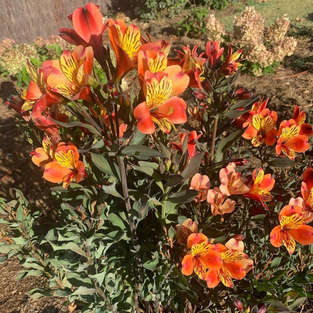 Alstroemeria Indian Summer - Lis des Incas