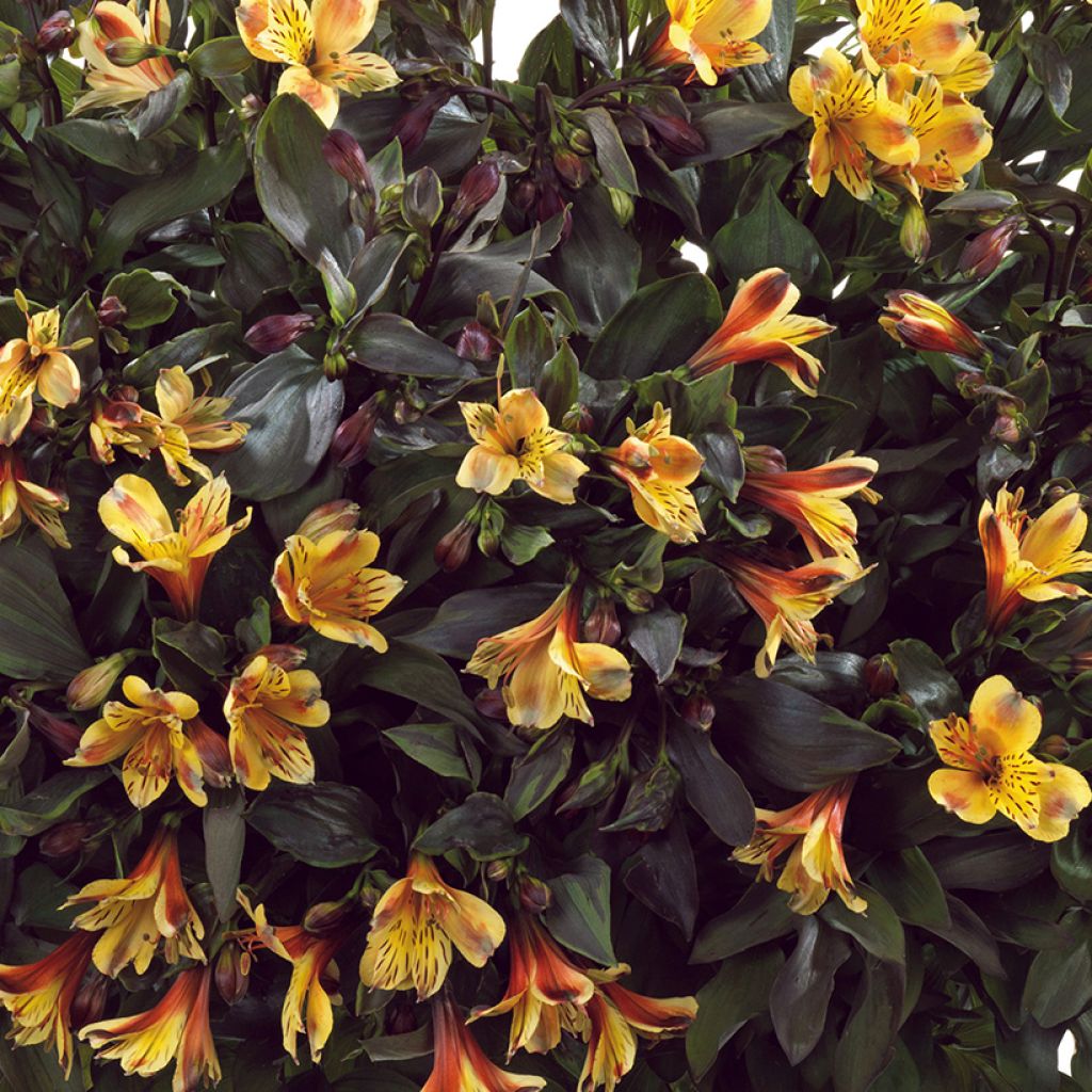 Alstroemeria Summer Breeze - Lis des Incas