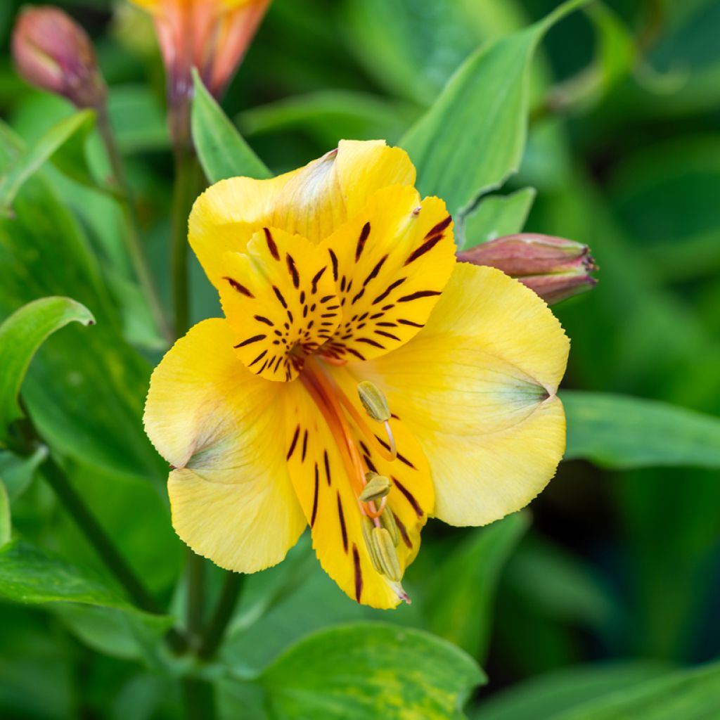Alstroemeria hybride new yellow