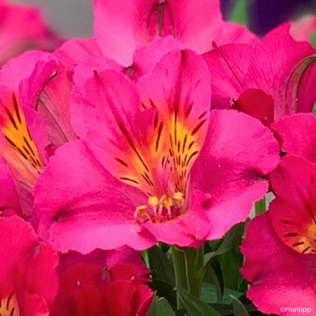 Alstroemeria Incalys Cherry - Lis des Incas