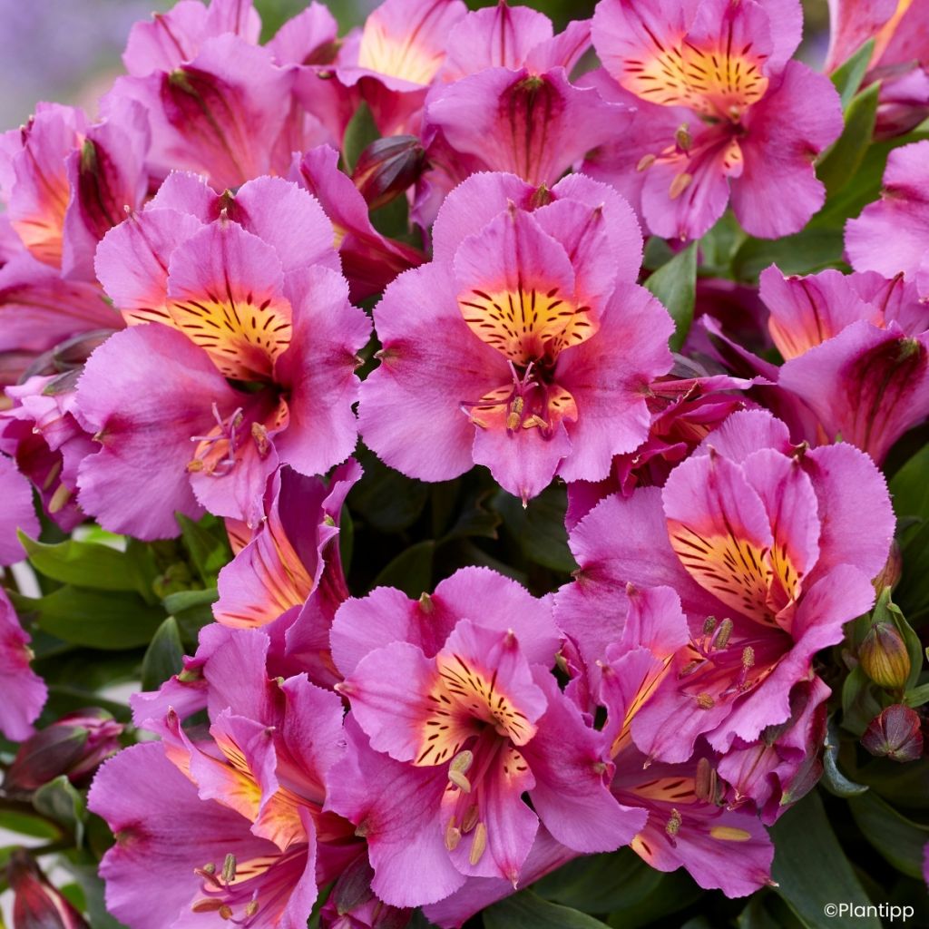 Alstroemeria Incalys Purple - Lis des Incas