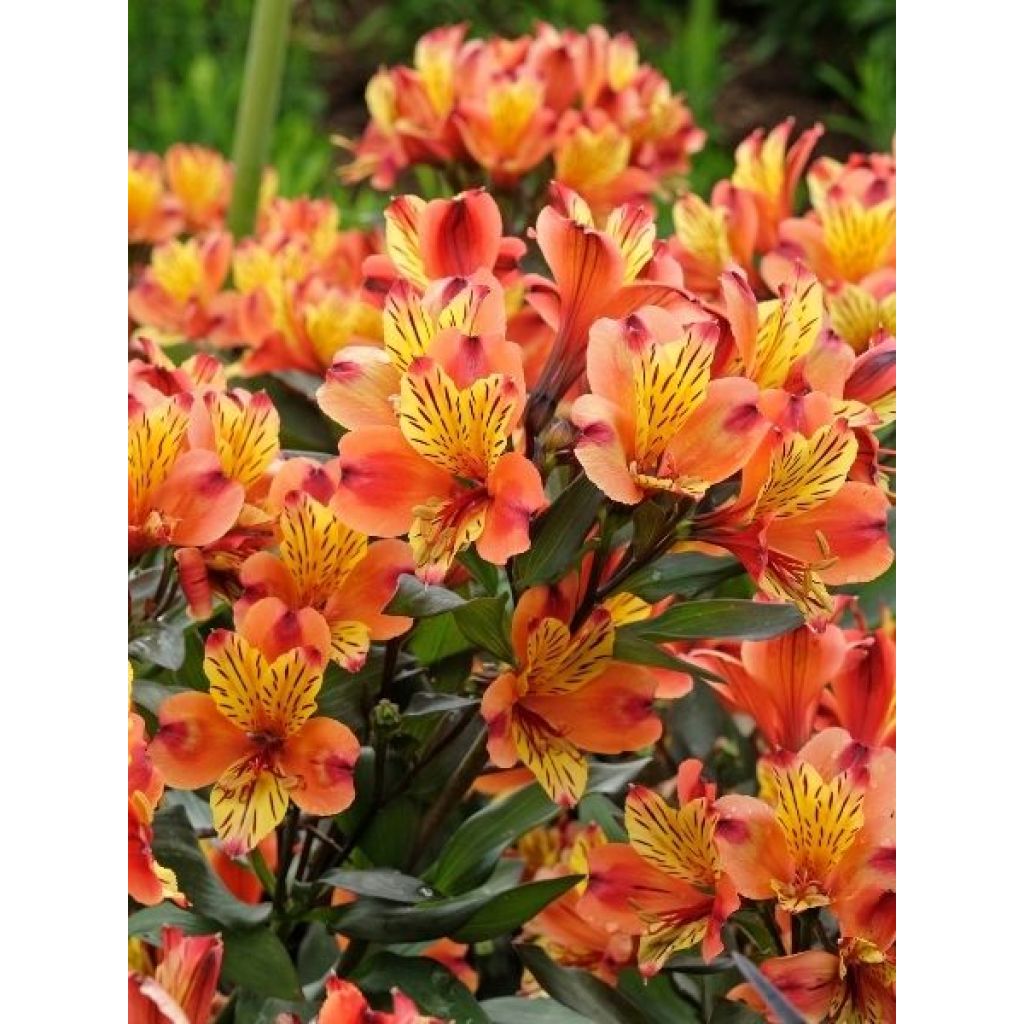 Alstroemeria Indian Summer - Lis des Incas