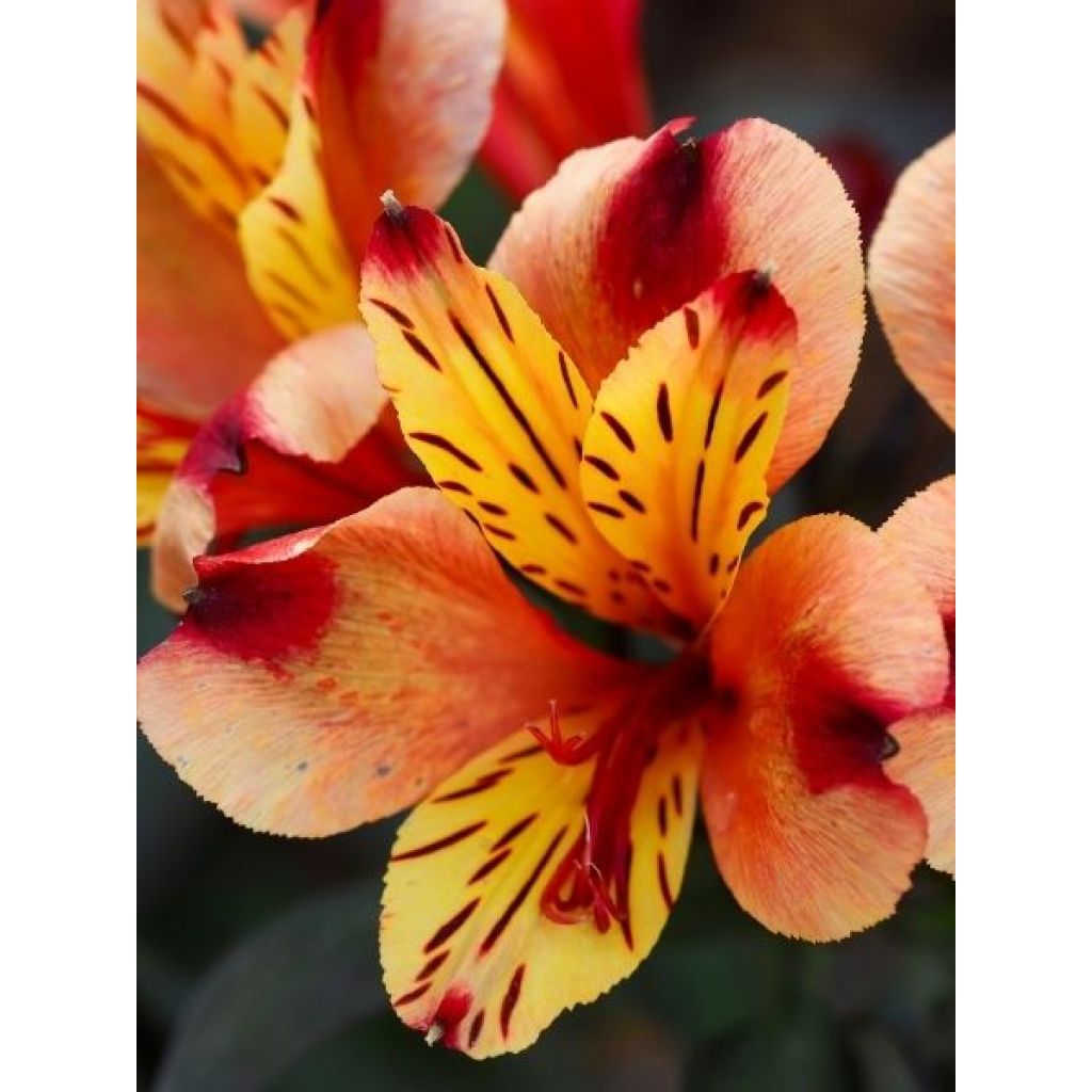 Alstroemeria Indian Summer - Lis des Incas