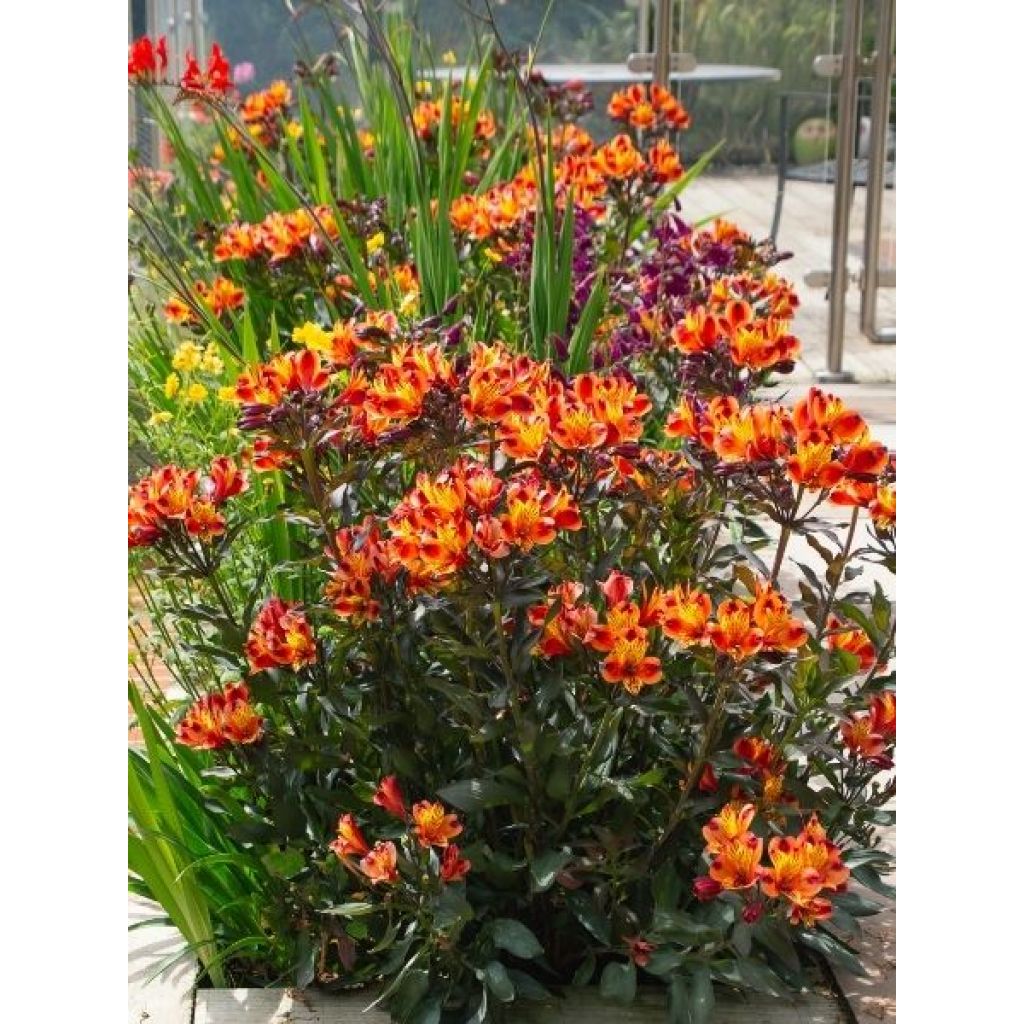Alstroemeria Indian Summer - Lis des Incas