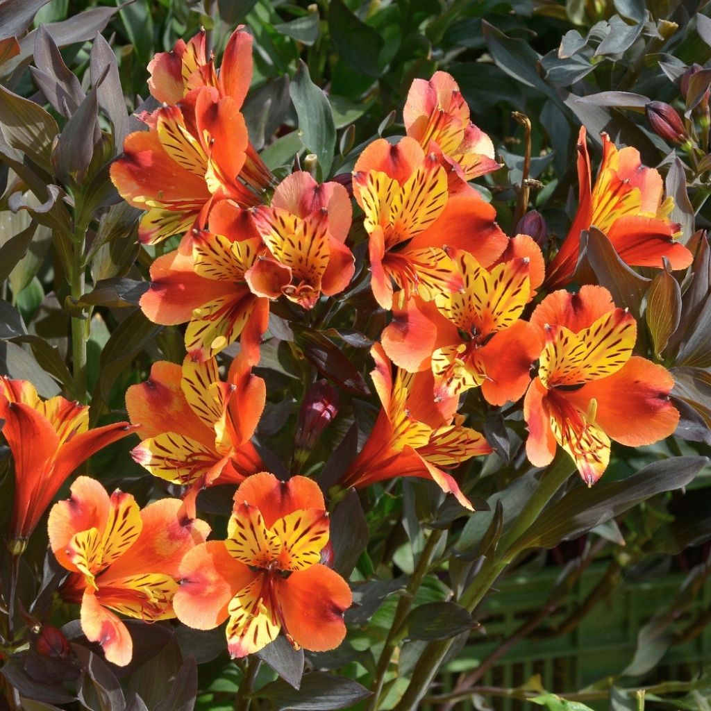 Alstroemeria Indian Summer - Lis des Incas