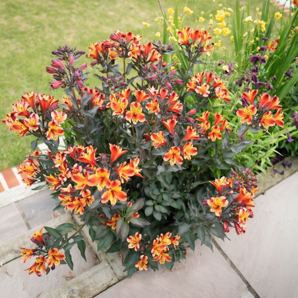 Alstroemeria Indian Summer - Lis des Incas