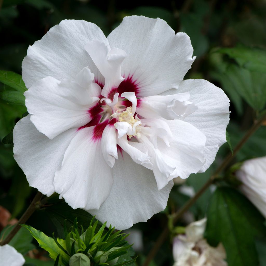 Hibiscus syriacus French Point - Althéa à fleurs doubles