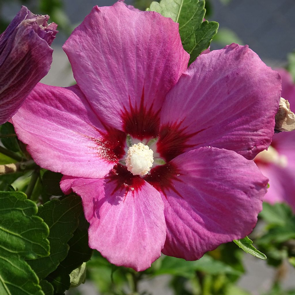 HIbiscus Russian Violet (II) - Althea rose violacé