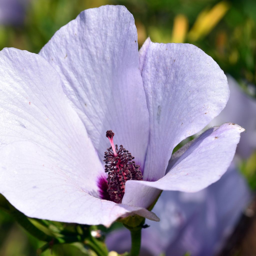 Alyogyne cuneiformis - Hibiscus d'Australie