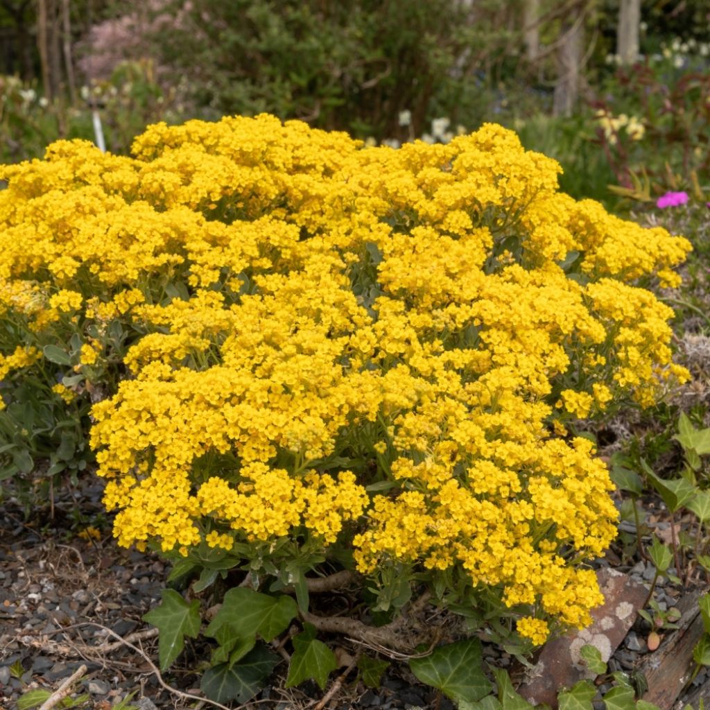 Alyssum saxatile Goldkugel - Corbeille d'Or à fleurs jaunes