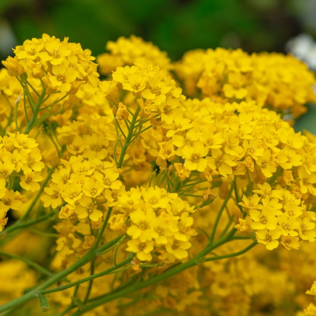 Alyssum saxatile Goldkugel - Corbeille d'Or à fleurs jaunes