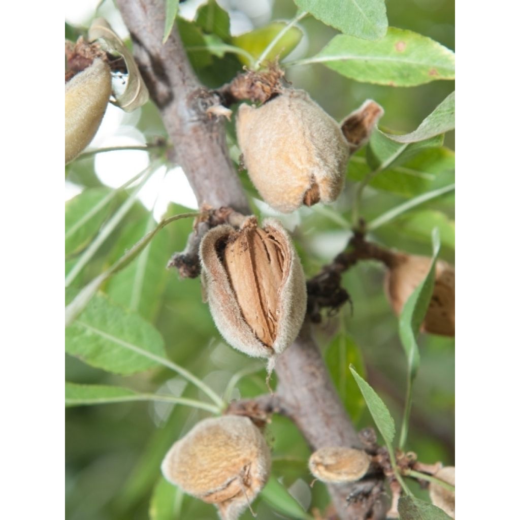 Amandier nain autofertile Fruit me Almond me - Prunus dulcis