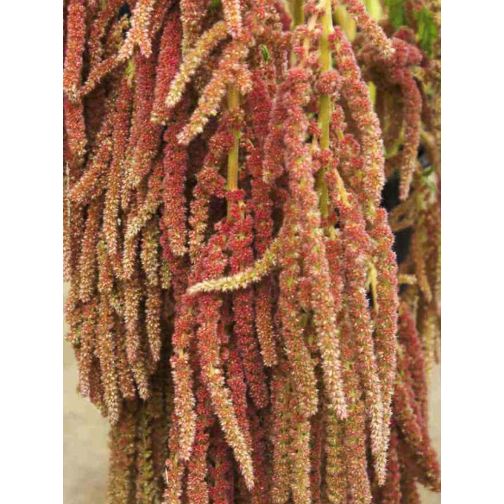 Graines d'Amarante Queue-de-Renard Coral Fountain