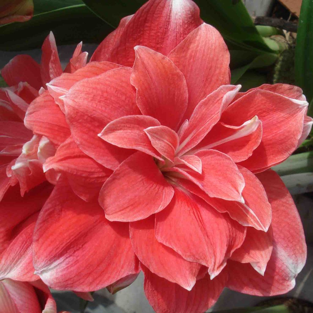 Amaryllis Double Dream - Hippeastrum