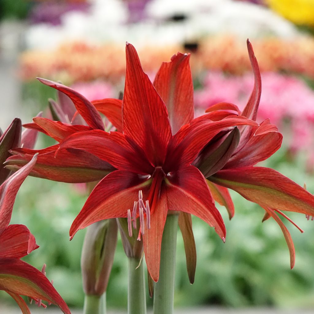 Amaryllis Cybester Bogota 