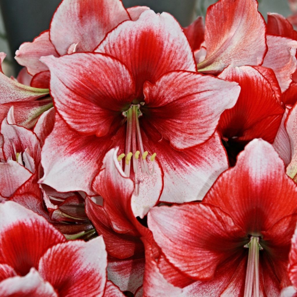 Amaryllis Charisma