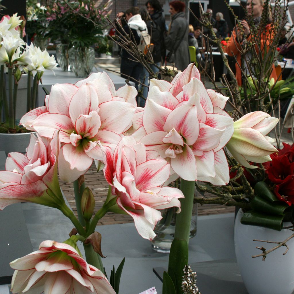 Amaryllis double Elvas