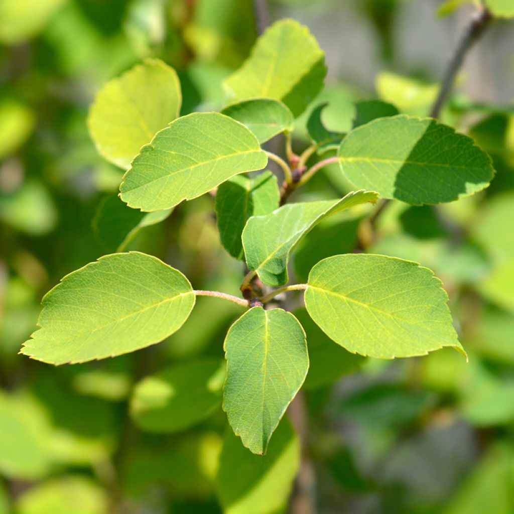 Amelanchier alnifolia Obelisk