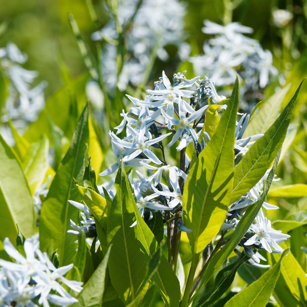 Amsonia ciliata