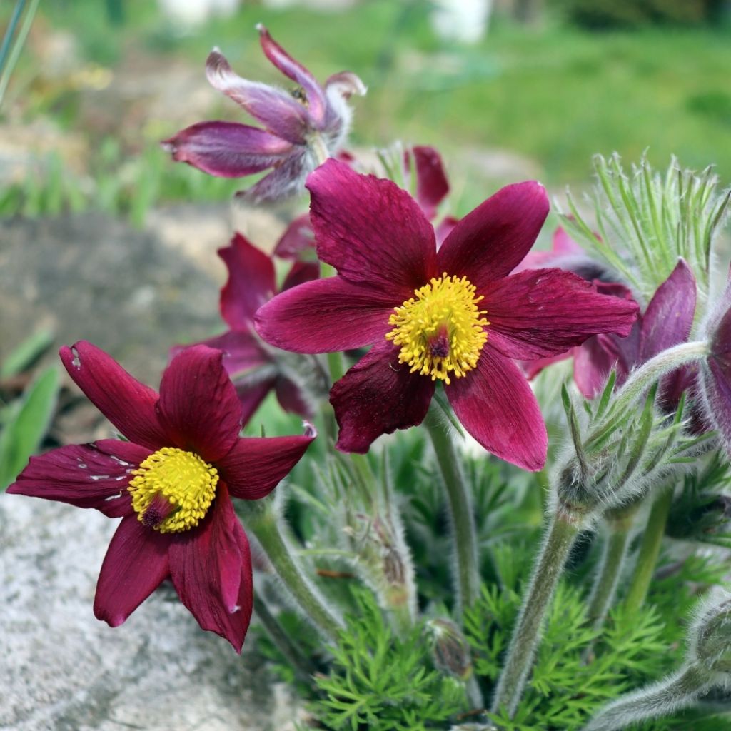 Pulsatilla vulgaris Rubra (Röde Klokke) - Anémone pulsatille