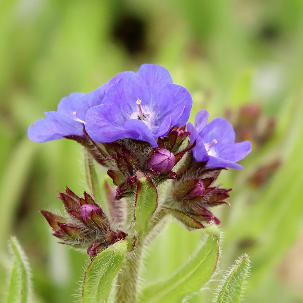 Anchusa azurea Loddon Royalist - Buglosse d'Italie
