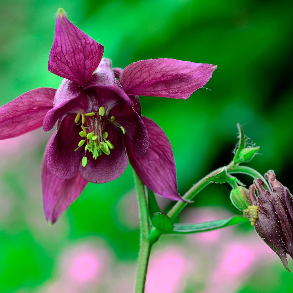Ancolie, Aquilegia atrata
