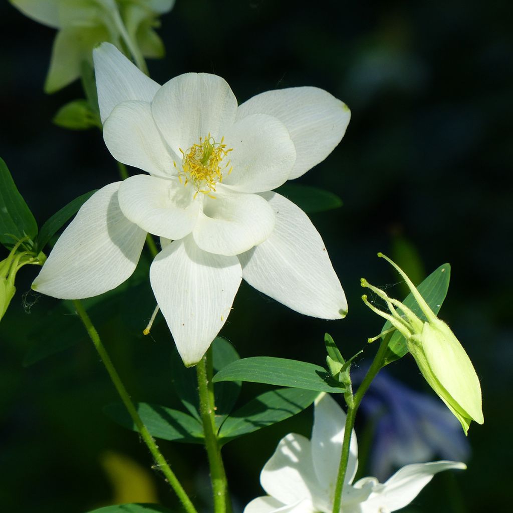 Ancolie Kristall - Aquilegia caerulea