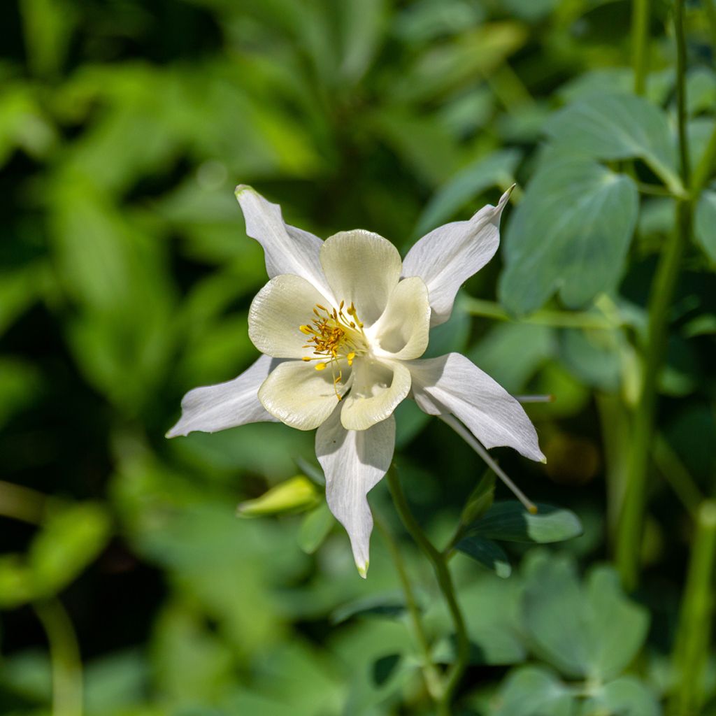 Ancolie parfumée - Aquilegia fragrans