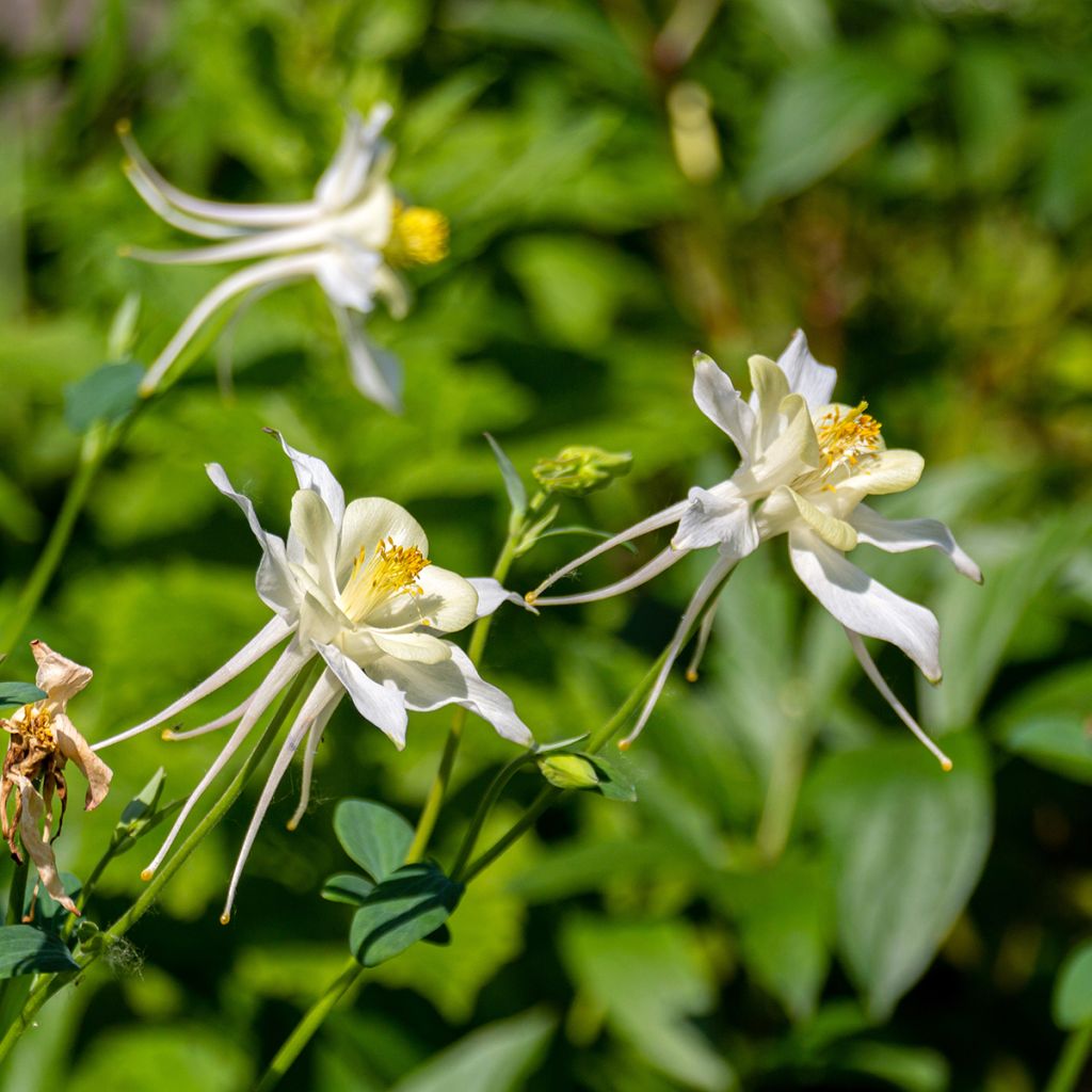Ancolie parfumée - Aquilegia fragrans