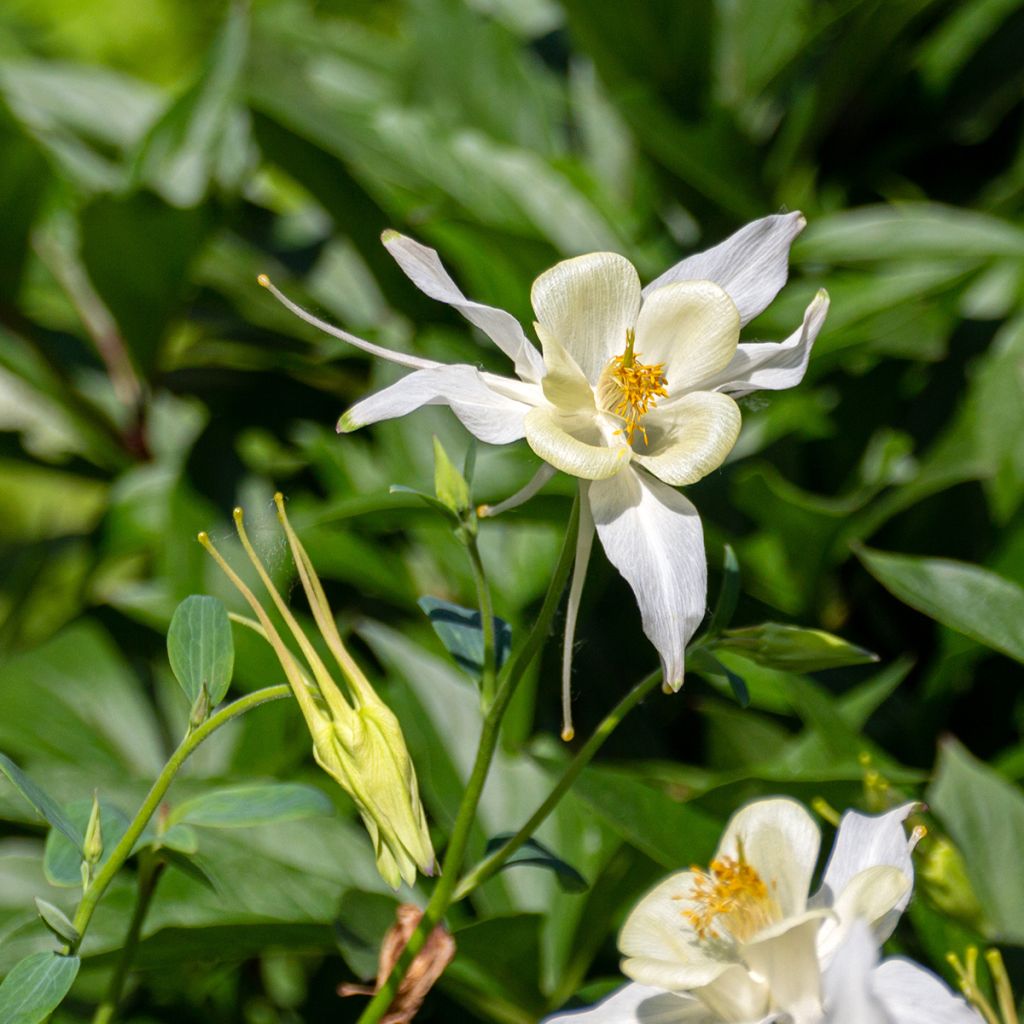 Ancolie parfumée - Aquilegia fragrans