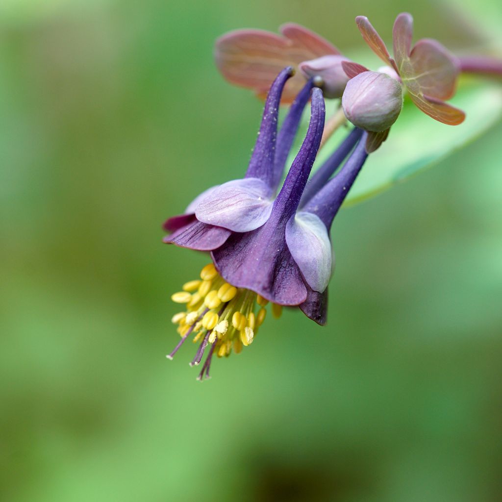 Ancolie chocolat - Aquilegia viridiflora var. atropurpurea