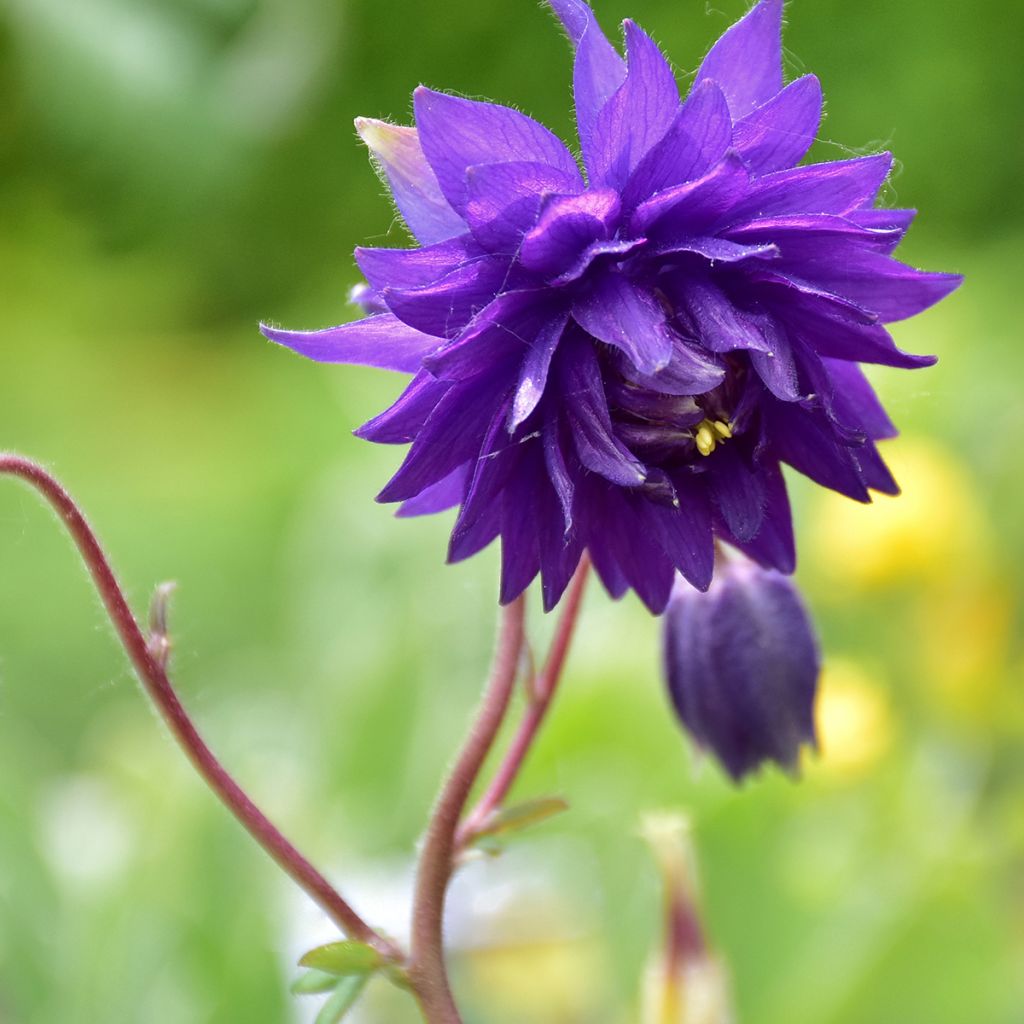 Ancolie Blue Barlow - Aquilegia vulgaris