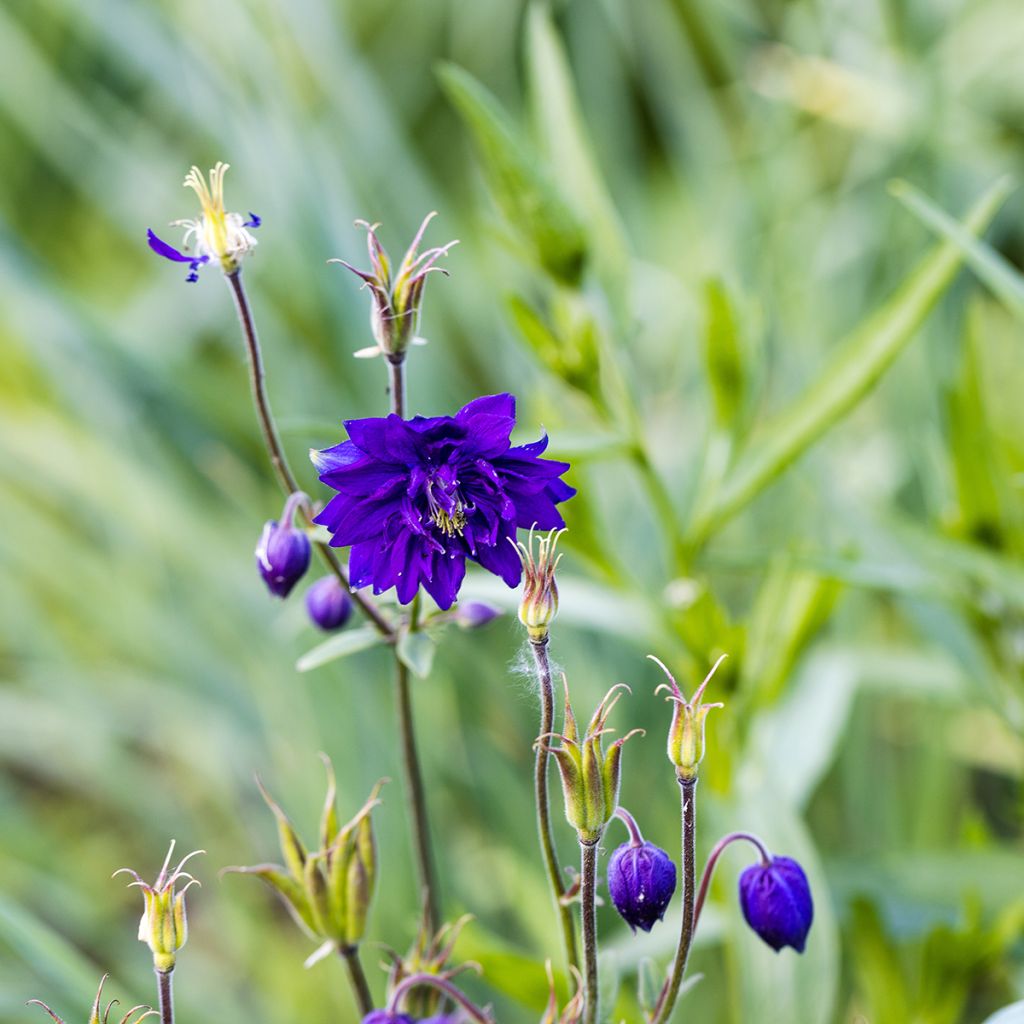 Ancolie Blue Barlow - Aquilegia vulgaris
