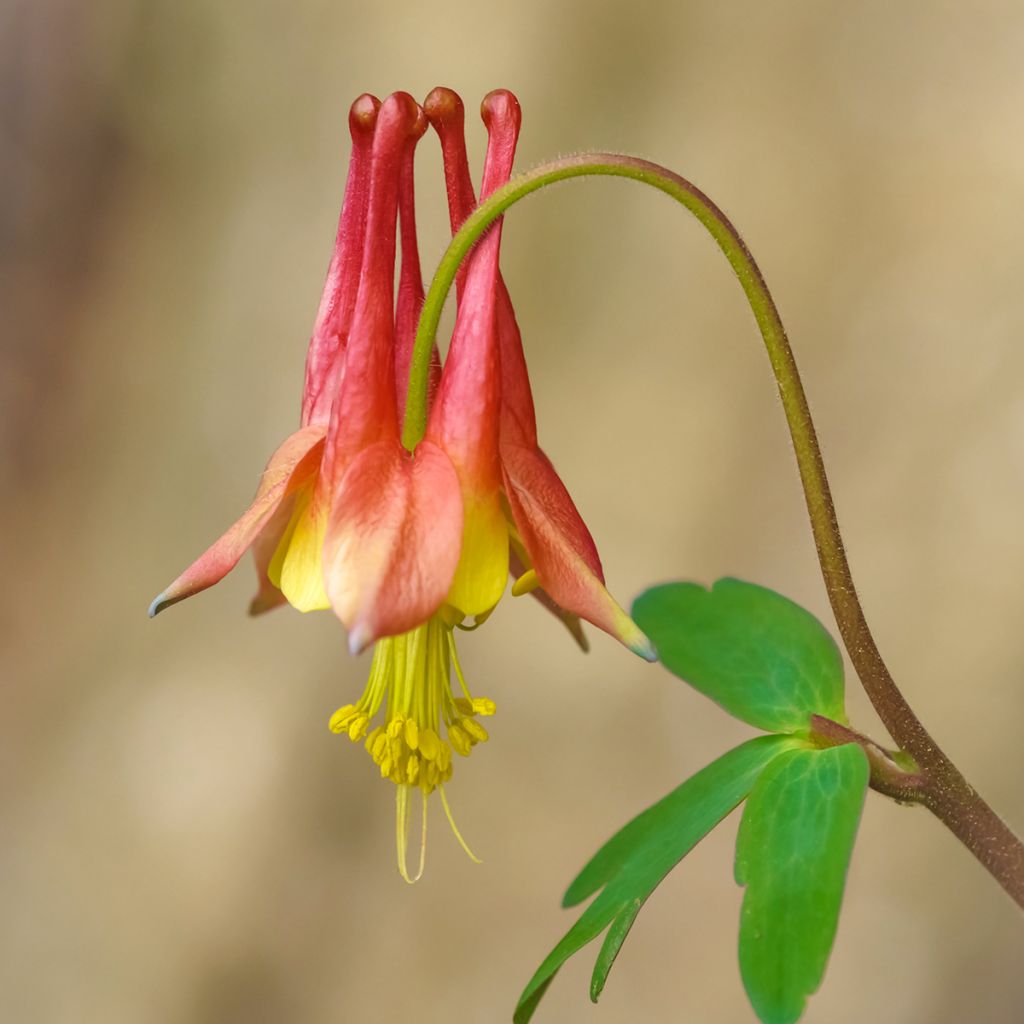Ancolie du Canada - Aquilegia canadensis
