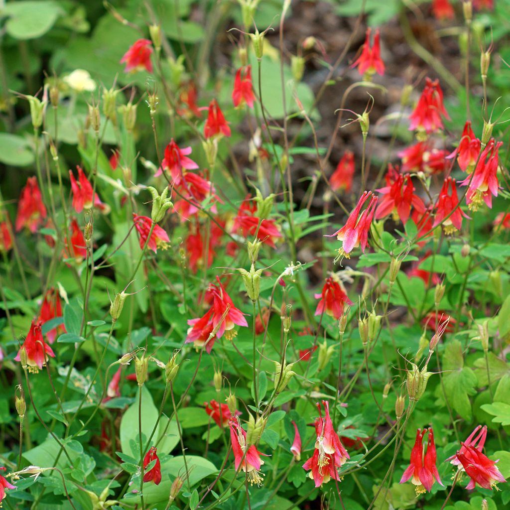 Ancolie du Canada - Aquilegia canadensis
