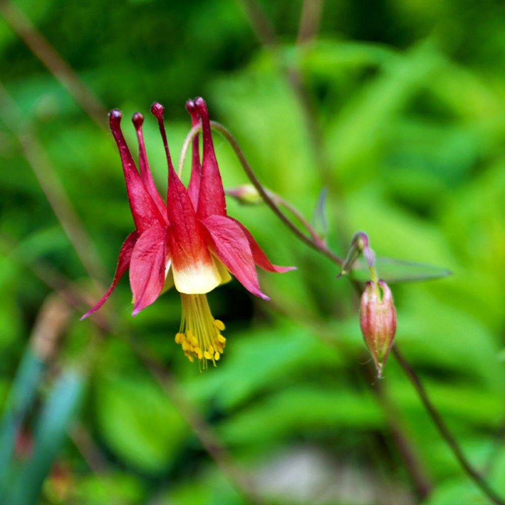 Ancolie du Canada - Aquilegia canadensis