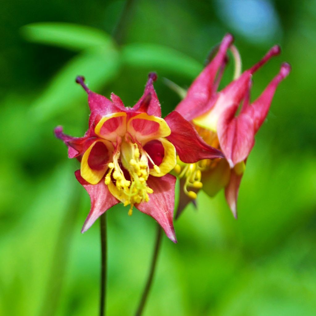 Ancolie du Canada - Aquilegia canadensis