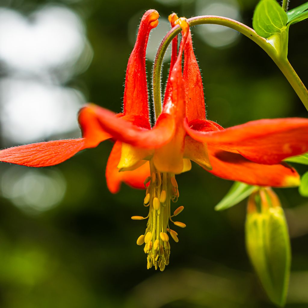 Ancolie du Canada - Aquilegia canadensis