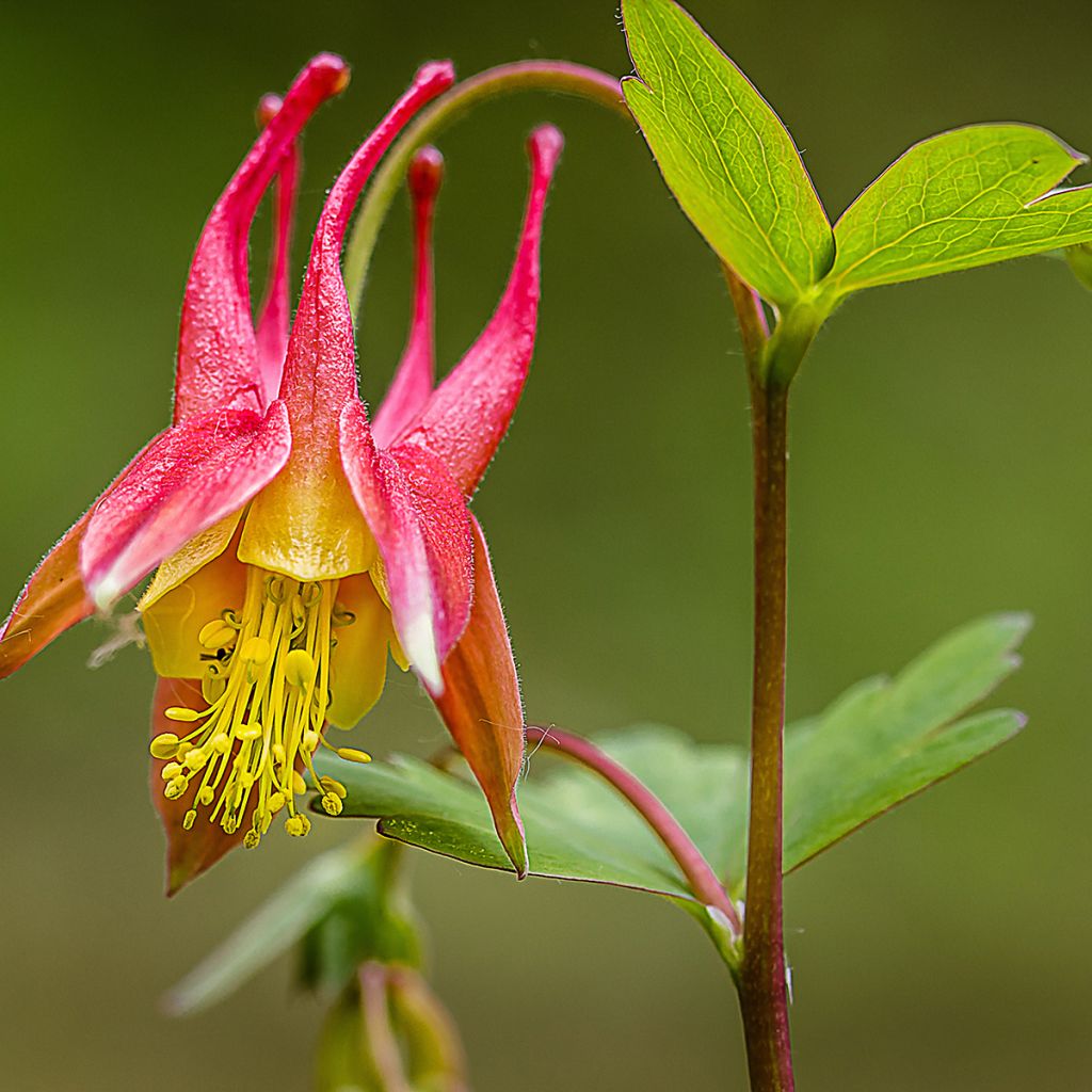 Ancolie du Canada - Aquilegia canadensis