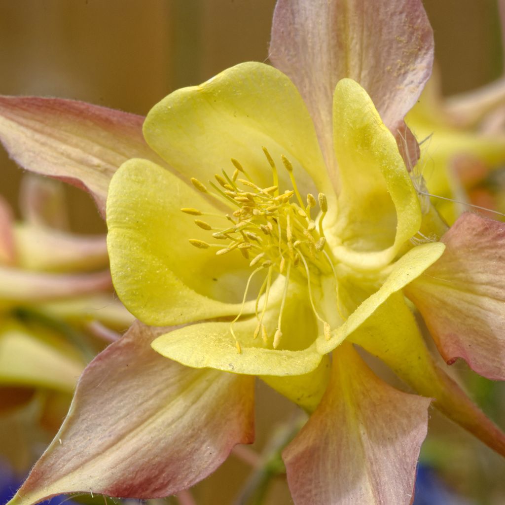 Ancolie Yellow Queen - Aquilegia chrysantha 