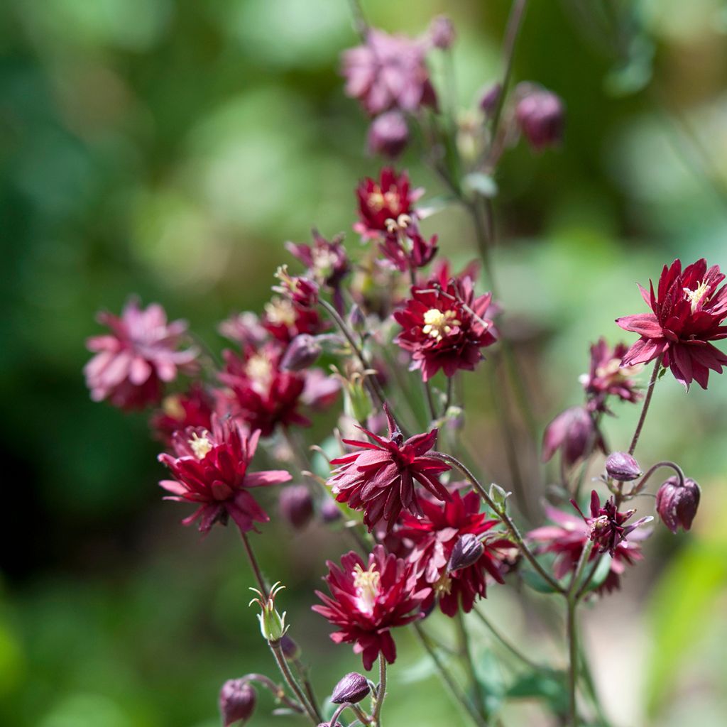 Ancolie Ruby Port - Aquilegia vulgaris