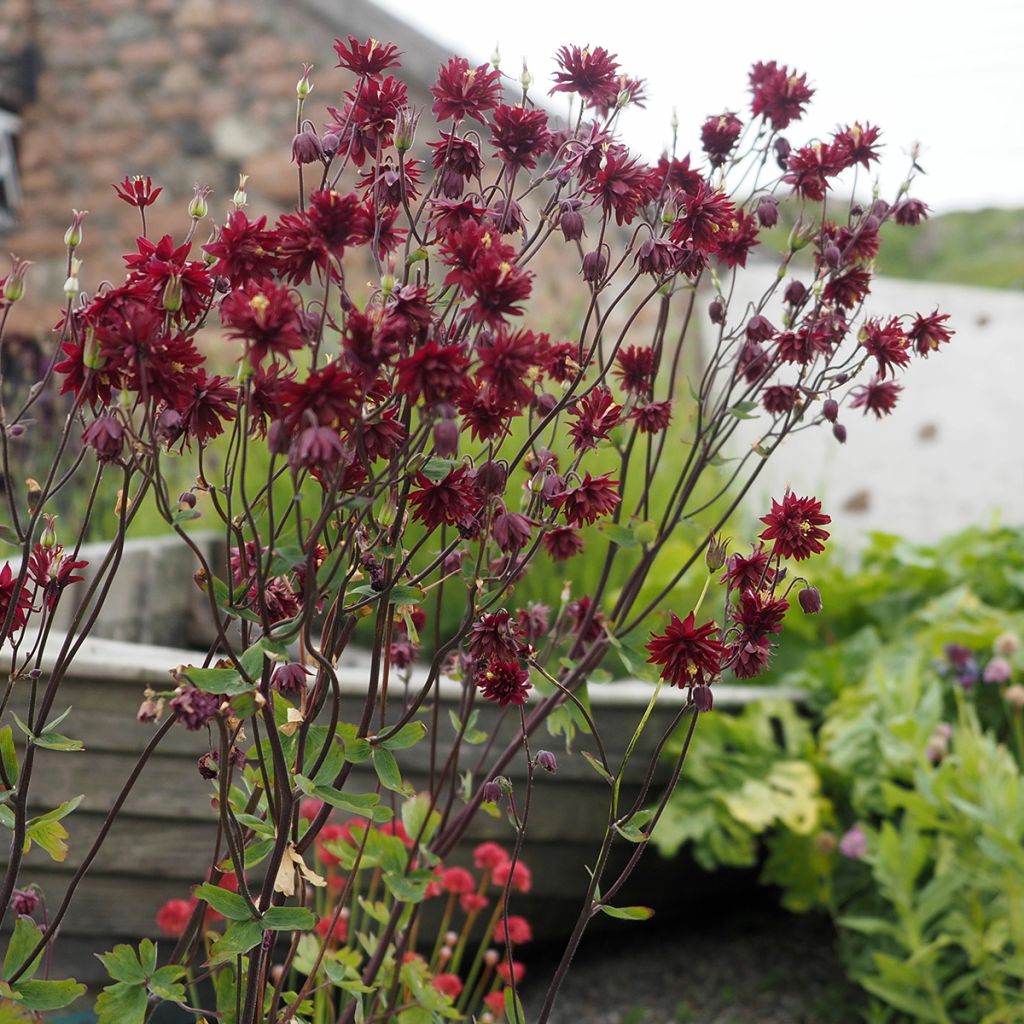 Ancolie Ruby Port - Aquilegia vulgaris