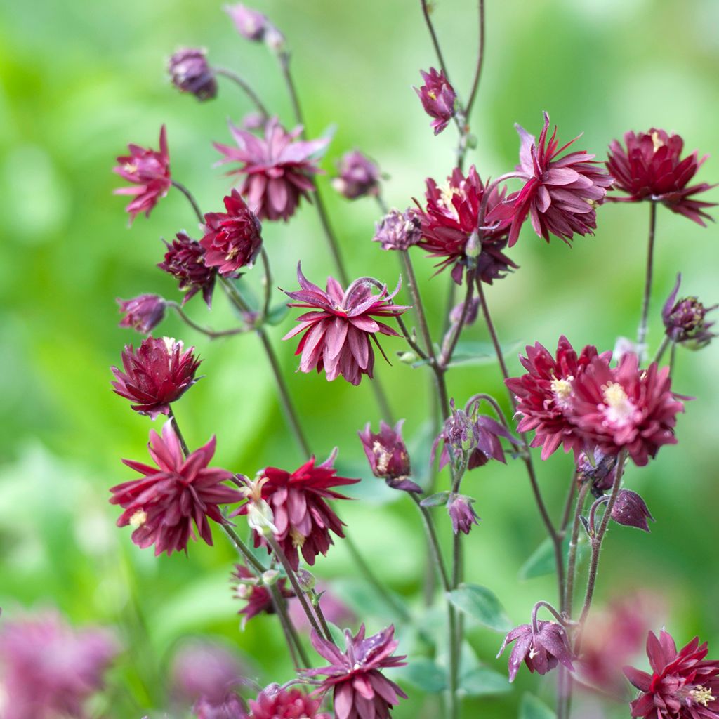 Ancolie Ruby Port - Aquilegia vulgaris
