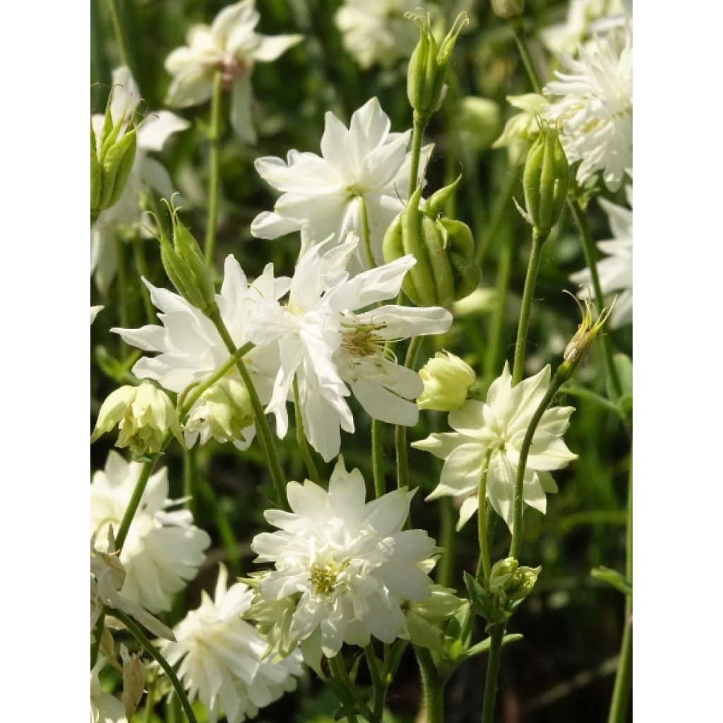 Graines d'Ancolie des jardins Green Apples - Aquilegia x hybrida