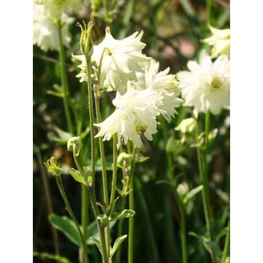 Graines d'Ancolie des jardins Green Apples - Aquilegia x hybrida