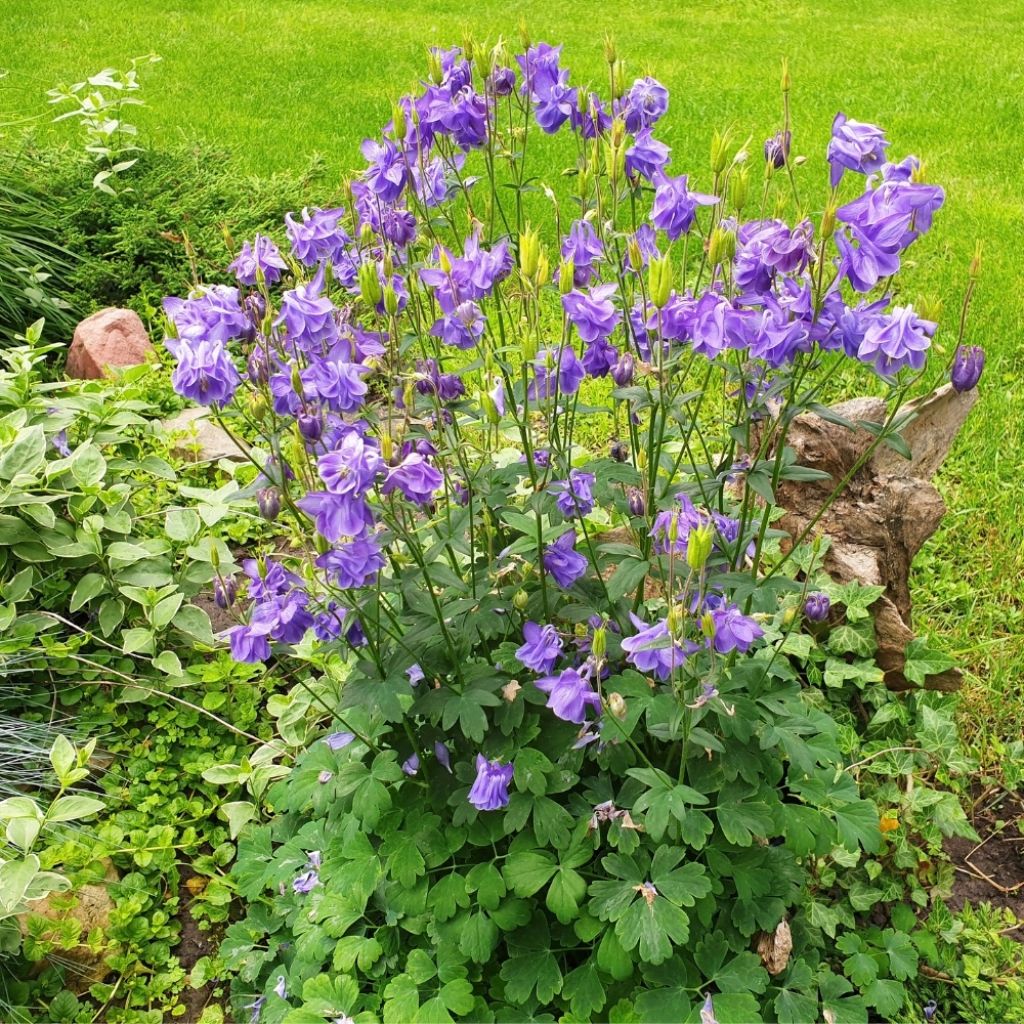 Ancolie des Alpes (bleu vif) - Aquilegia alpina