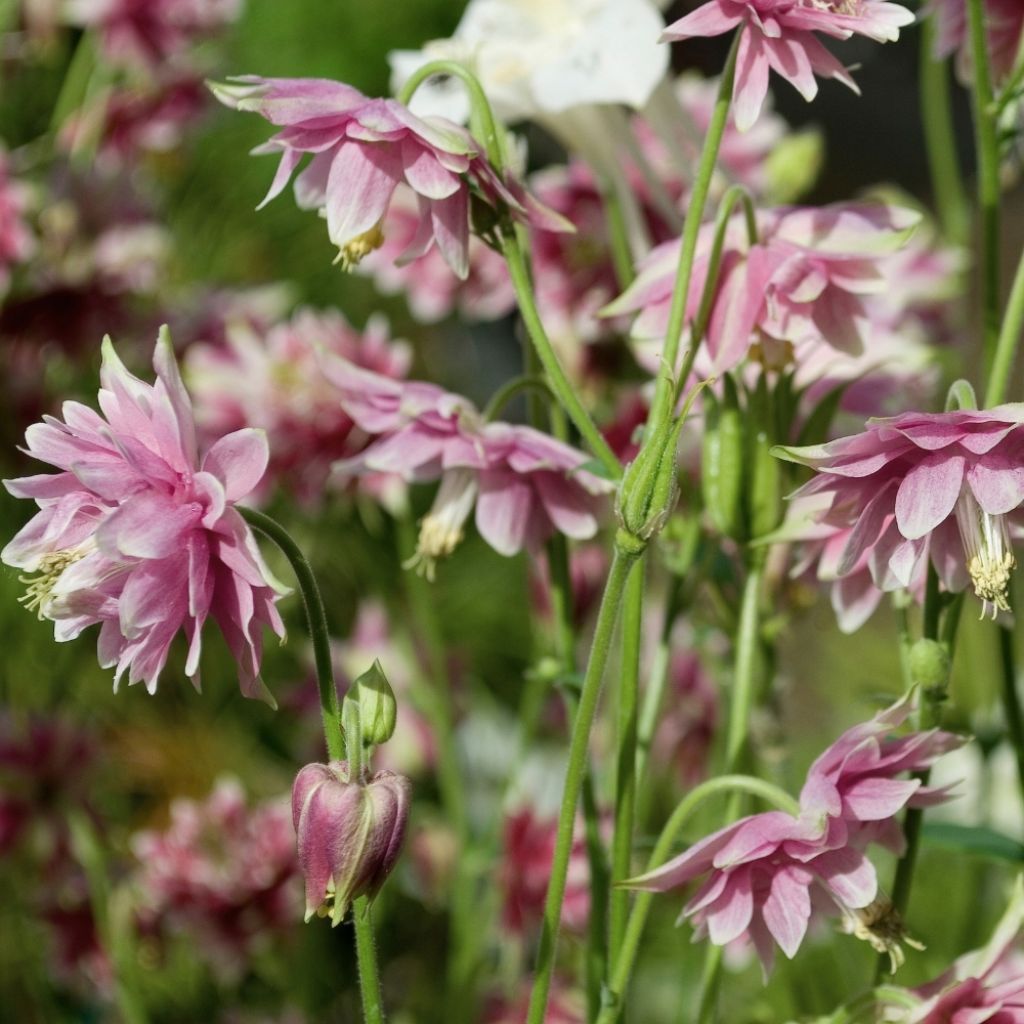 Ancolie hybride Rose Barlow - Aquilegia