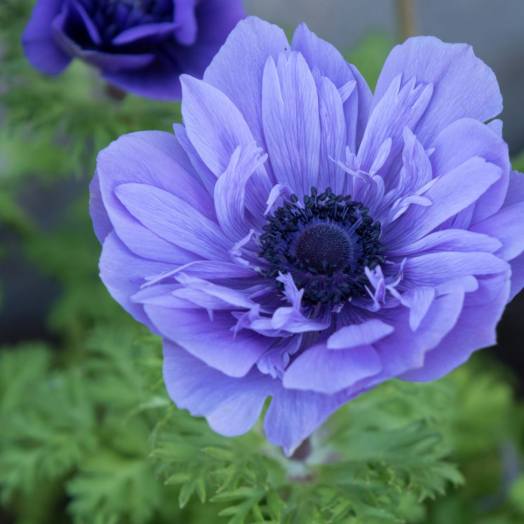 Anemone coronaria Lord Lieutenant - Anémone de Caen