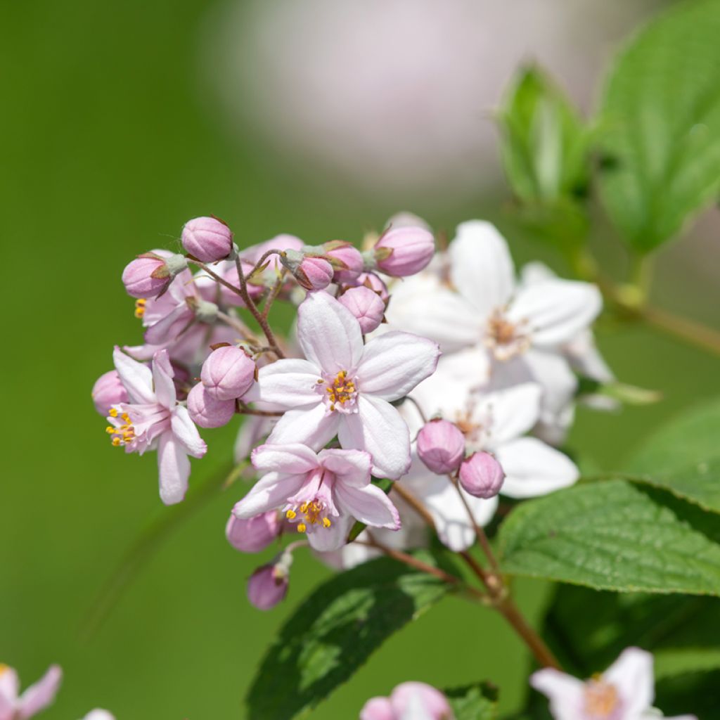 Deutzia hybride Mont Rose - Deutzie